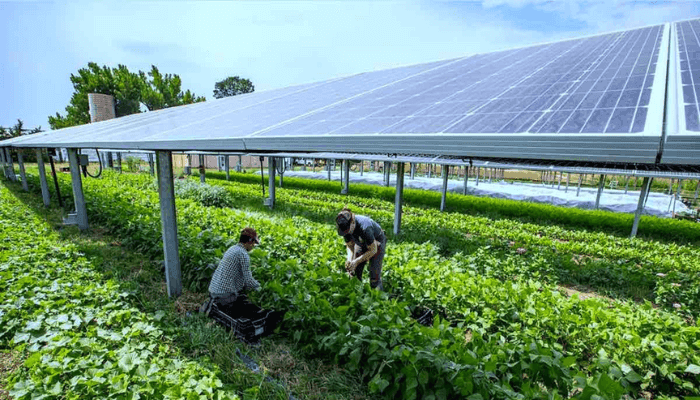 Agroforestry Integration
