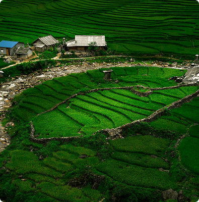 Agroforestry Integration