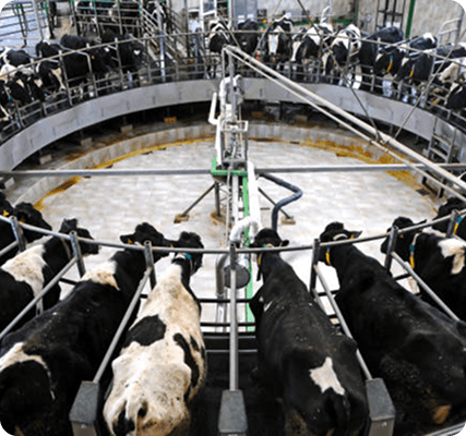 Dairy processing facility with cows