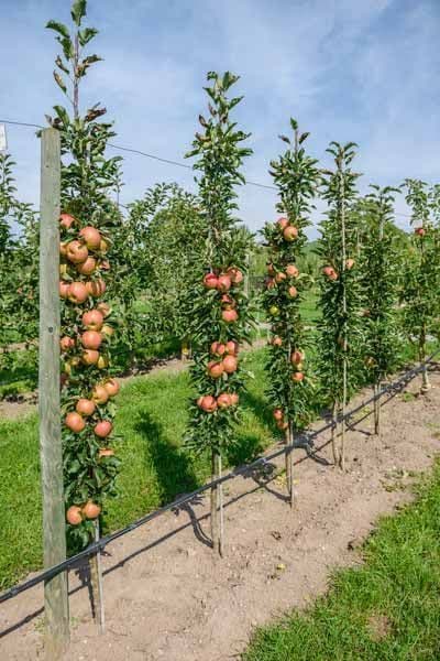 Apple orchard with fruit trees